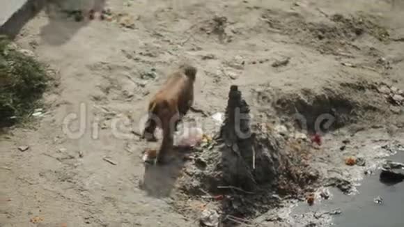 一只野猴子在河岸附近行走提供和平礼物尼泊尔加德满都视频的预览图