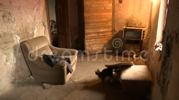 被毁的废弃房子的内部有一只猫沿着大厅走视频的预览图