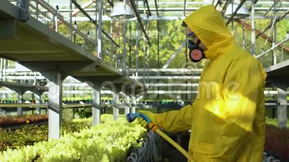 在温室的植物上均匀地喷洒农药的人有害液体视频的预览图