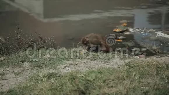 一只野生的尼泊尔猴子吃着和平献祭仪式剩下的食物尼泊尔加德满都河岸视频的预览图