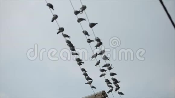 一群鸽子坐在电线上电线上尼泊尔加德满都视频的预览图