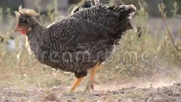 一群农场鸡和公鸡在农场院子里的地上吃谷物用爪子把地上的灰尘视频的预览图