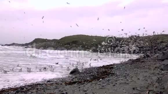 风暴期间在爱尔兰多尼格尔郡的马格里岛海岸觅食的大量海鸥视频的预览图
