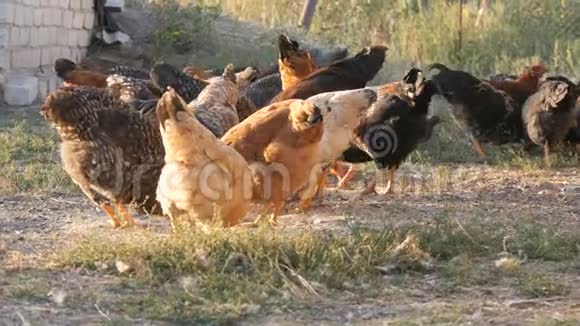 一群农场鸡和公鸡在农场院子里地上吃粮食视频的预览图