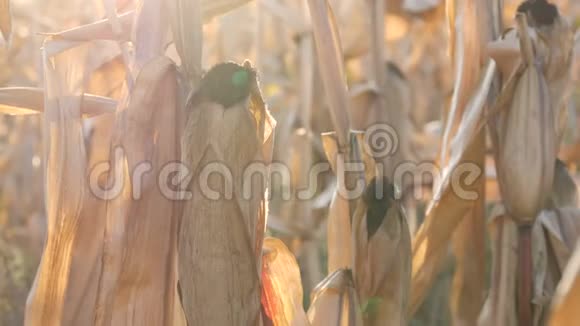 夏末或秋季在田间收获玉米干秆视频的预览图