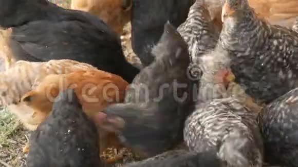 一群农场鸡和公鸡在农场院子里地上吃粮食视频的预览图