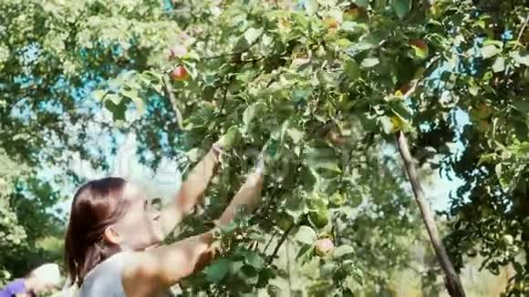 一个女人在她自己的花园里收集一种新的苹果视频的预览图