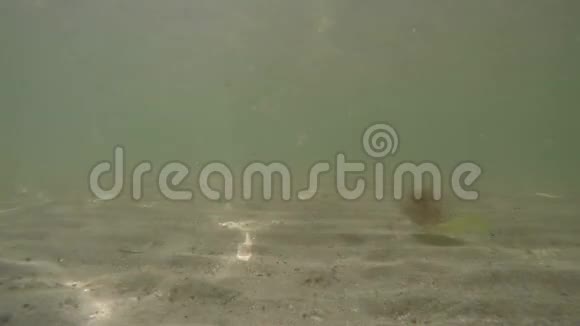 水下观赏白色男子在海底行走的双腿FTP鱼看人视频的预览图