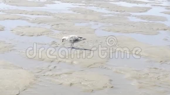 海鸥在沙滩上散步视频的预览图