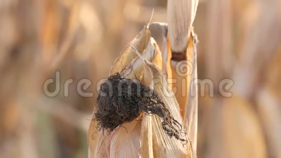 夏末或秋季在田间收获玉米干秆视频的预览图