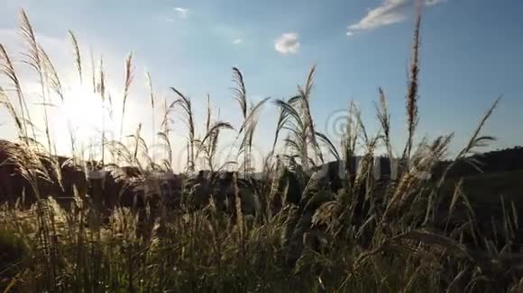 风中的草过夕阳视频的预览图