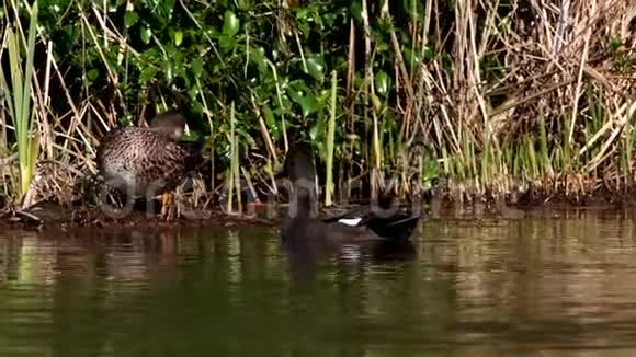 水鸟加德瓦尔鸭子马雷卡视频的预览图