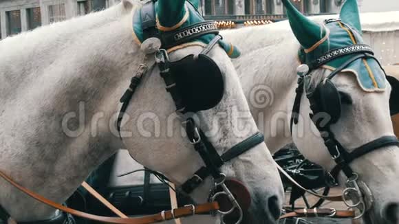 美丽优雅身着绿色耳机的白马眼罩和帽子维也纳奥地利传统马车视频的预览图