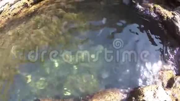 很多果冻鱼在水下游泳克里米亚海岸俯视水面视频的预览图