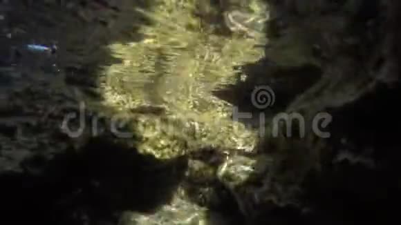 海屎藏在水里的石头下面处于危险中的野生生物为自己创造了更安全的空间视频的预览图