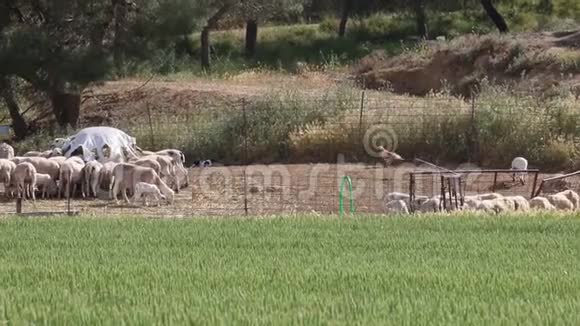 羔羊追赶埃及秃鹫离开赫托西班牙视频的预览图