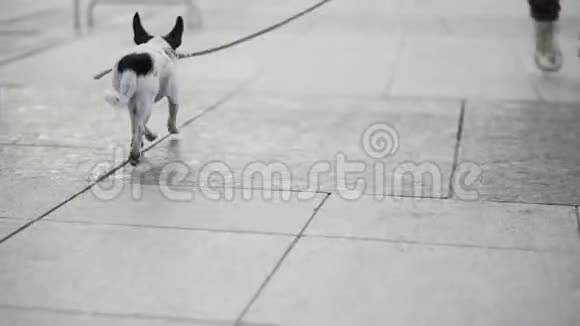 带着皮带的小吉娃娃犬沿着城市的人行道奔跑视频的预览图