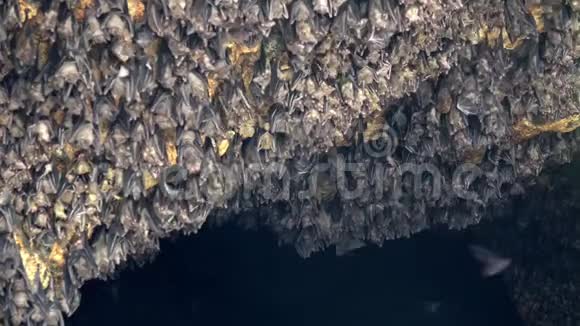 印尼蝙蝠洞壁蝙蝠成群结队地上吊并近距离飞行视频的预览图