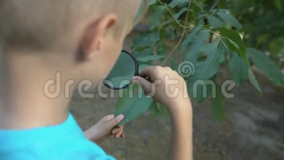 年轻的植物学家透过放大镜观察树叶学习植物科学视频的预览图