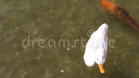 白羽鸭与鱼在水中游泳视频的预览图
