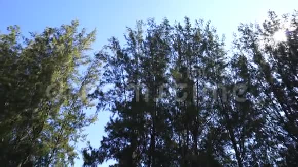 有阳光的松树视频的预览图
