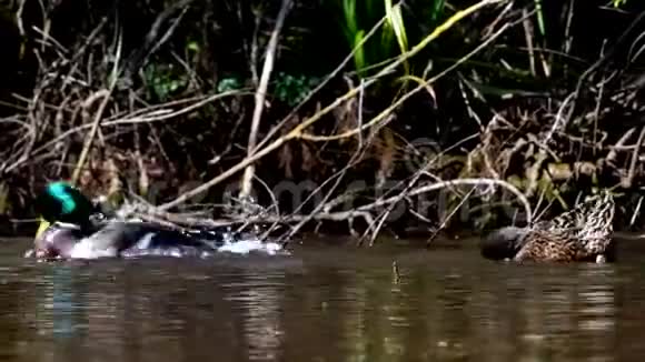 水鸟马拉德鸭子鸭嘴兽视频的预览图