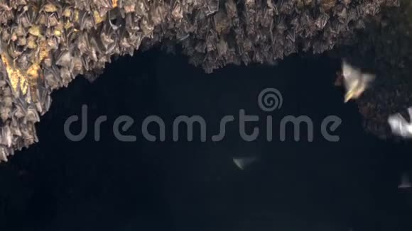 印尼蝙蝠洞壁蝙蝠成群结队地上吊并近距离飞行视频的预览图