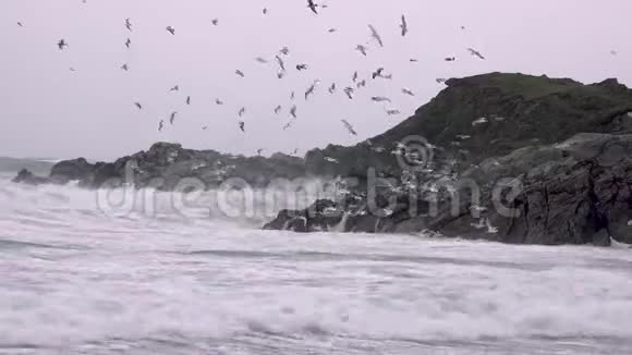 风暴期间在爱尔兰唐加尔郡的马格里岛海岸觅食的大量海鸥视频的预览图