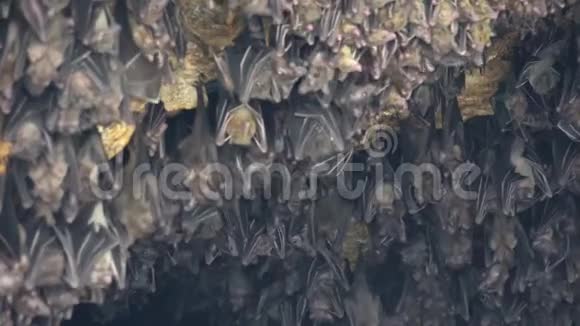 印尼蝙蝠成群结队地挂在蝙蝠洞壁上视频的预览图