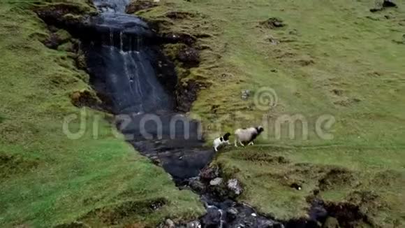 羊和羊在陡峭的山坡上散步视频的预览图
