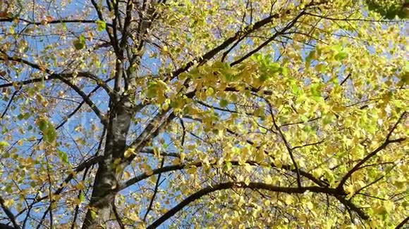 秋天树上落下的黄色叶子视频的预览图