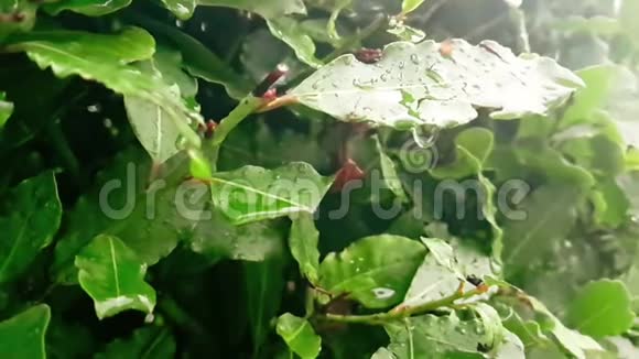 雨滴落下时绿叶和潮湿的细节视频的预览图