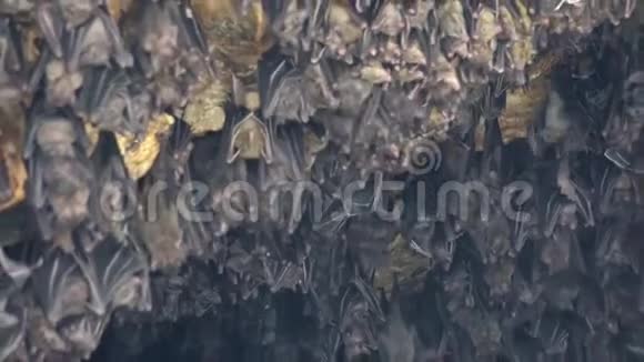 在印尼蝙蝠洞墙上蝙蝠成群结队地向上吊和近距离飞行视频的预览图