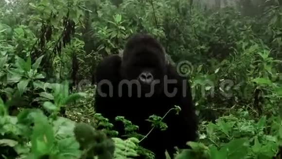 银背山大猩猩放大到脸上视频的预览图