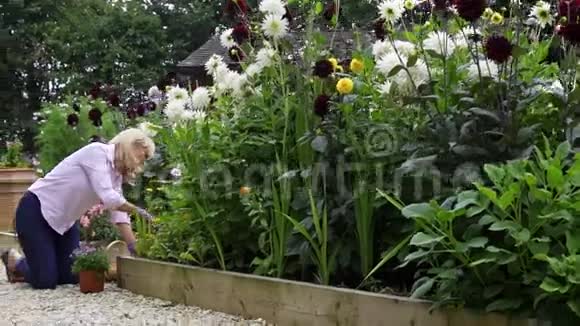 慢镜头拍摄成熟夫妇在工作在家花园浇水和种花视频的预览图