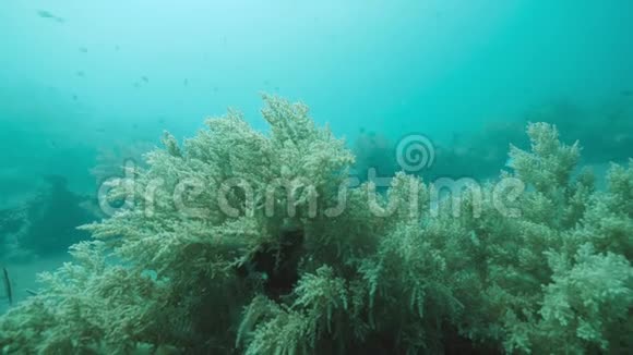 美丽的风景水生植物在海洋下面与鱼游泳视频的预览图