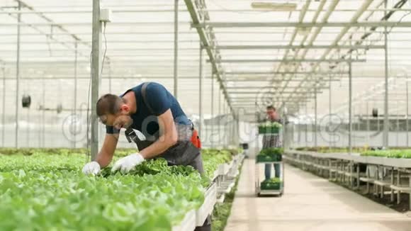 种植有机绿色沙拉的温室里的农场工人视频的预览图
