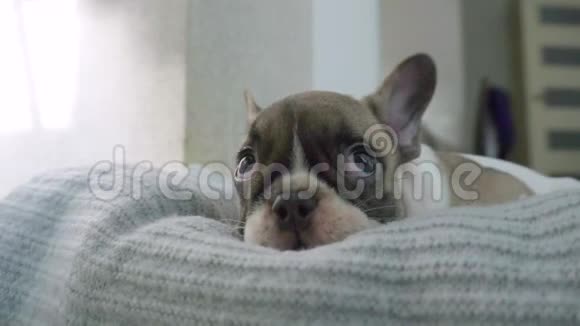 法国斗牛犬小狗在房间的软处休息视频的预览图