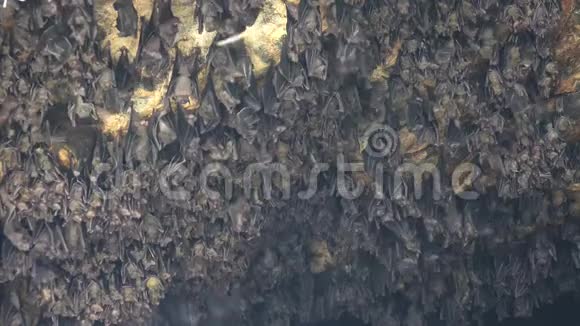 印尼蝙蝠洞壁蝙蝠成群结队地上吊并近距离飞行视频的预览图