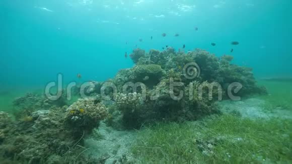 迷人的水下海洋生物五颜六色的鱼珊瑚和绿色的海草视频的预览图
