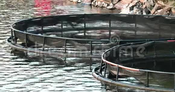 渔业鱼场在夏季湖泊或河流在美丽的夏季阳光日鱼场鲑鱼关上门4K视频的预览图