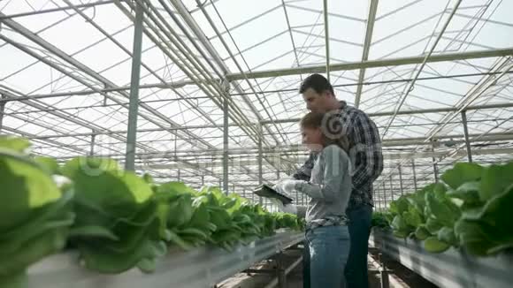 农民利用现代技术检查有机绿色沙拉的作物视频的预览图