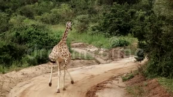 长颈鹿以超慢动作奔跑视频的预览图