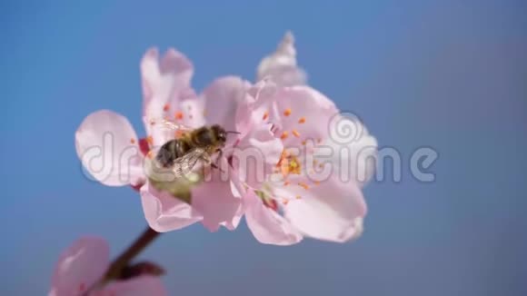 在树上开花粉红色和白色的花春天的自然美丽的背景视频的预览图