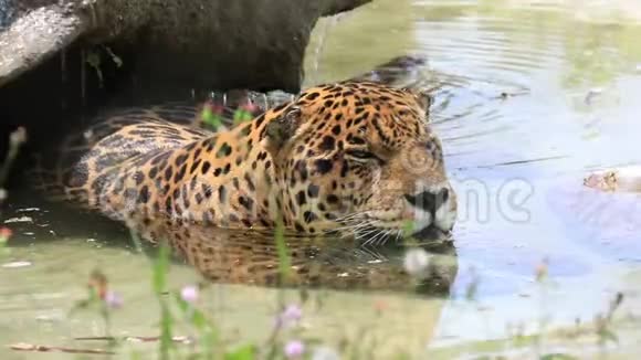 南非野生豹视频的预览图
