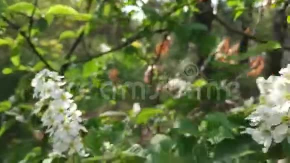 靠近树枝上的白色苹果花蕾视频的预览图