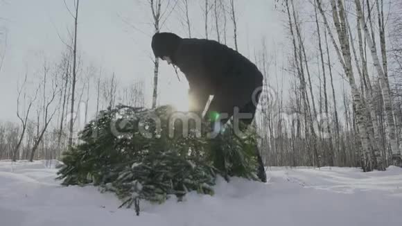 人们举起并把倒下的茂盛的树带到他的家平安夜和新年他在雪地里走在森林里视频的预览图