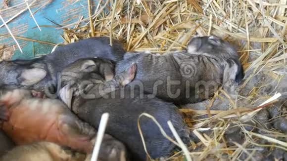 一个窝里面有一只刚出生的小盲兔睡在农场的笼子里视频的预览图