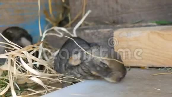 一只新生的小盲兔在农场的笼子里爬行视频的预览图