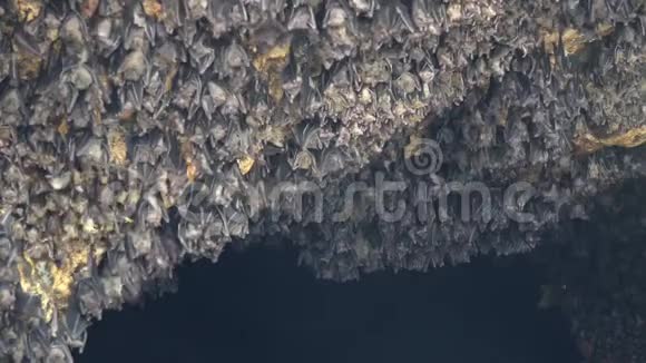 印尼蝙蝠洞墙上蝙蝠群在近距离上吊和飞行视频的预览图